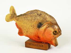 Piranha uit Venezuela verkocht voor € 1!