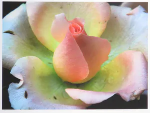 Bert Houweling - Foto, Roos 31 - Ingelijst kopen? Bied vanaf 1!