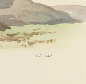 Wilhelm von Wright - Litho, Crocethia Alba, uit Svenska foglar (...) kopen? Bied vanaf 1!