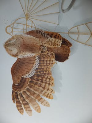 Ernst Hanke - uil/vlieger kopen? Bied vanaf 25!