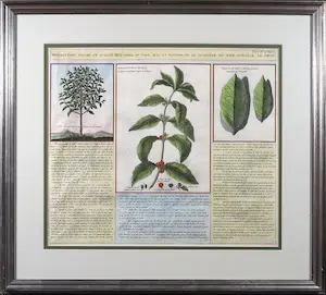 Niet of onleesbaar gesigneerd - Kopergravure, Figure, et Qualite de L' Arbre du Café - Ingelijst kaufen? Bieten Sie von 1!