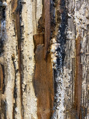 Anton van den Horst - Zonder Titel kopen? Bied vanaf 1!