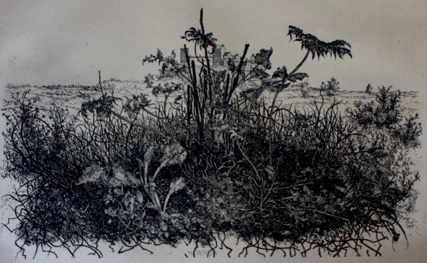 Willem Minderman - Ets: Wilde planten kopen? Bied vanaf 25!