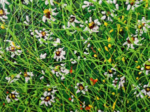 Giovanni Daurea - Floreale kopen? Bied vanaf 320!