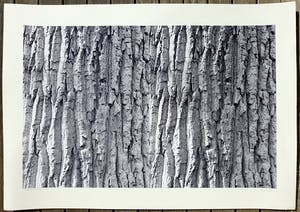 Norbert Buchsbaum - Apeldoorn, near ‘t Loo, gelatinezilverdruk (groot) kopen? Bied vanaf 1!