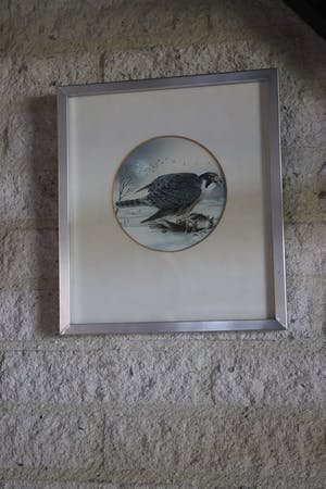 Ari Stolk - Slechtvalk kopen? Bied vanaf 25!