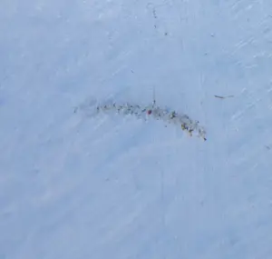 Aart Roos - Acryl op papier, Pelikaan - Ingelijst (Groot) kopen? Bied vanaf 1!