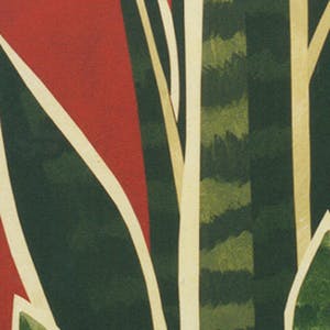 Willem Visser - Sanseveria kopen? Bied vanaf 49!