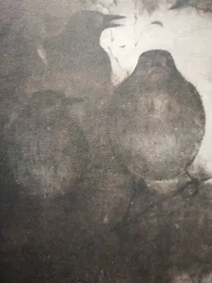 Jan Mankes - Drie lijsters. kopen? Bied vanaf 75!