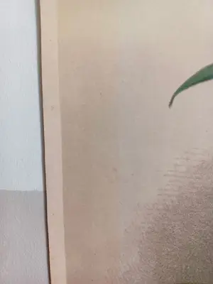 Henry George Moon - Originele Chromolithografie ‘Reichenbachia’ 1888 kopen? Bied vanaf 85!