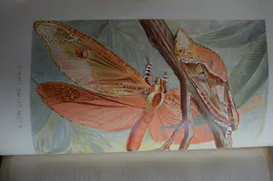 Antiquarisch Boek - The Royal Natural History (6 delen compleet) 1893 kopen? Bied vanaf 175!