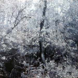 Erwin van Krey - Wald verkocht voor € 250!