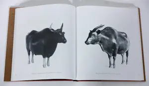 Hetty Heyster - Brons, Banteng stier kopen? Bied vanaf 500!