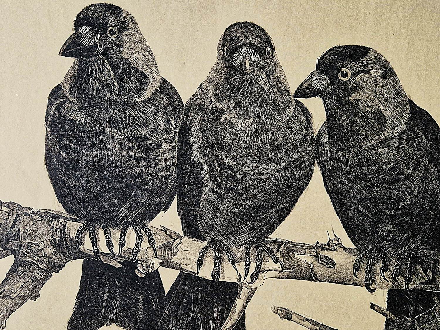 Willem Abraham Wassenaar - monochrome jaren 30 lithografie "3 kauwen op tak" potloodgesigneerd kopen? Bied vanaf 34!