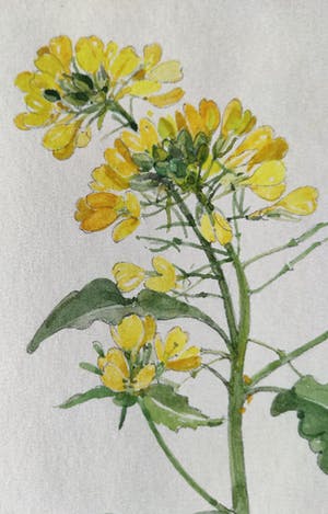 Johan Briede - Herik (Sinapis arvensis) kopen? Bied vanaf 100!