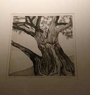 Hans van Uden - Oude Meidoornboom kopen? Bied vanaf 1!