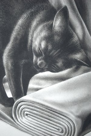 Niet of onleesbaar gesigneerd - Kat - originele inkttekening kopen? Bied vanaf 10!