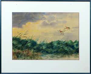 Jo Schrijnder - Aquarel, Landschap met twee eenden boven het riet - Ingelijst verkocht voor € 1!