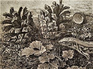 Dirk van Gelder - Meester graficus HERFST dennenappels, salamander etc - oplage 75 - potl.gesignrd kopen? Bied vanaf 68!