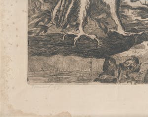 Cornel Kwint - Torenuil kopen? Bied vanaf 35!