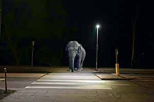 Mr. Strange - Pachyderme verkocht voor € 35!