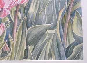 Ger Daniels - Roze Tulpen kopen? Bied vanaf 25!