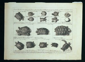 Niet of onleesbaar gesigneerd - Lot van twee diervoorstellingen kopen? Bied vanaf 1!