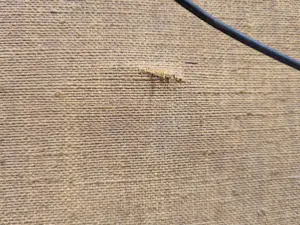 Jan van Riel - Boerderij kopen? Bied vanaf 20!