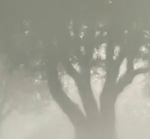 Tobias Spierenburg - Boom in de mist kopen? Bied vanaf 450!