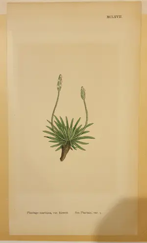 Niet of onleesbaar gesigneerd - plantago maritima hirsuta kopen? Bied vanaf 1!