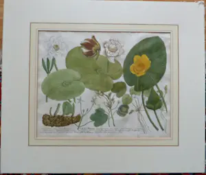 Johann Weinmann - Phytanthoza iconographia, Regensberg kaufen? Bieten Sie von 150!