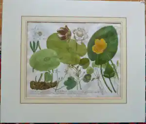 Johann Weinmann - Phytanthoza iconographia, Regensberg kaufen? Bieten Sie von 150!