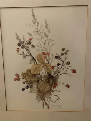 Mary McMurtrie - Botanische aquarel kopen? Bied vanaf 45!
