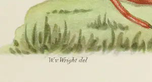 Wilhelm von Wright - Litho, Totanus Erythropus, uit Svenska foglar (...) kopen? Bied vanaf 1!