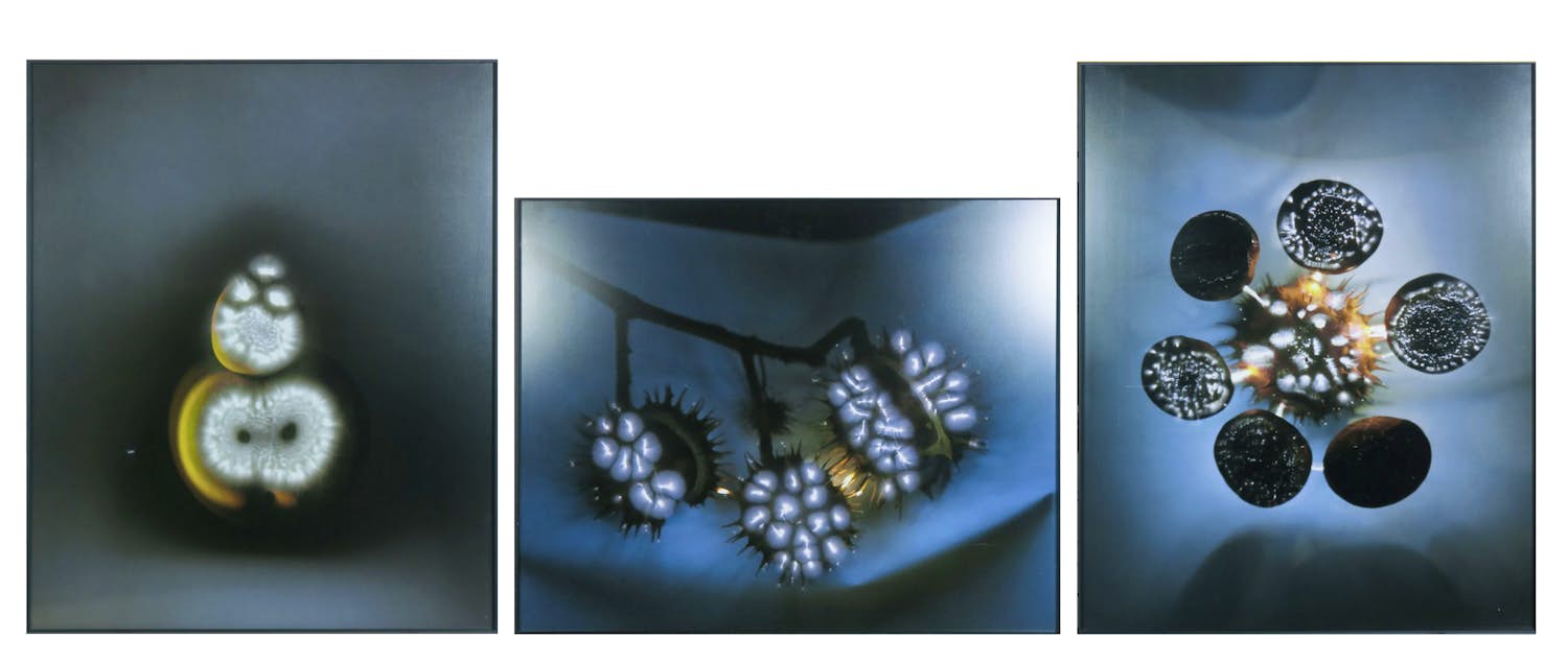 Paul den Hollander - 3 x Digitale print, Luminous Garden #103, #27 en #23 kopen? Bied vanaf 120!