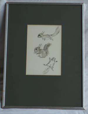 Niet of onleesbaar gesigneerd - Ingelijste pentekening en gewassen inkt , “Eekhoorn“ kopen? Bied vanaf 1!