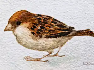 Jan Bos - Prachtig geschilderde aquarel "Musje" - gesigneerd - in passe partout verkauft für € 48!