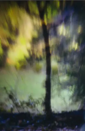 Hans van Ommeren - Set van twee foto's op dibond, Bomen kopen? Bied vanaf 50!