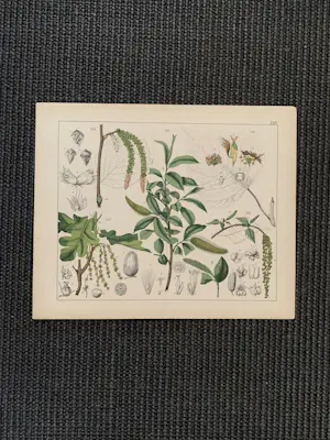 Corneille Antoine Jean Abram Oudemans - Flora van Nederland kopen? Bied vanaf 200!