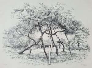 Patrick Creyghton - Gestutte boom, litho kopen? Bied vanaf 50!