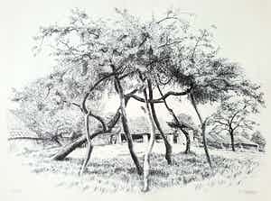 Patrick Creyghton - Gestutte boom, litho verkocht voor € 50!