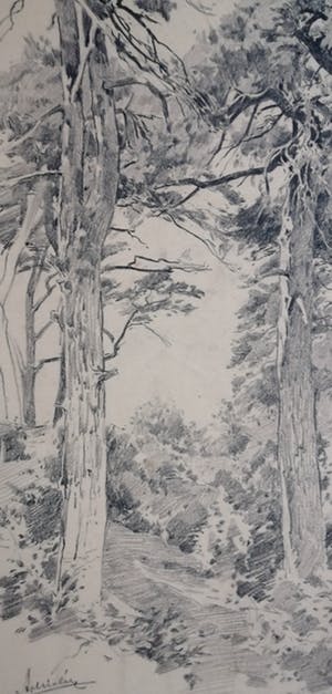 Adrianus Miolee - Duinlandschap met dennen kopen? Bied vanaf 45!