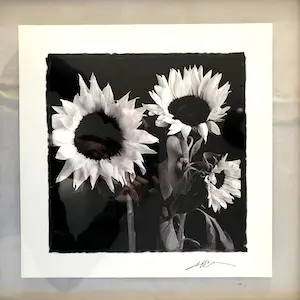Niet of onleesbaar gesigneerd - Zonnebloemen - Fotografie, Ingelijst kopen? Bied vanaf 1!