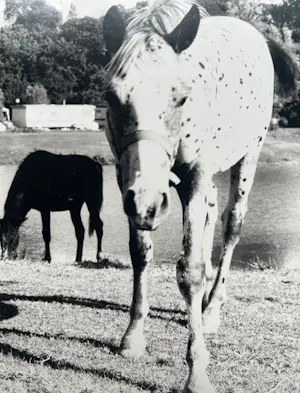 Mies de Roos - 'Schimmel' kopen? Bied vanaf 1!