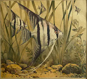 Jan Voerman - Goudwindes en Braziliaanse Maanvissen kopen? Bied vanaf 1!