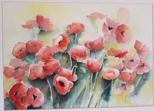 Hannelore Groot - Noordeloos - Papavers kopen? Bied vanaf 10!