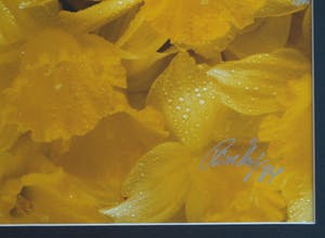 Paul Huf - Foto , Flowers : Gele Narcissen – gesigneerd & ingelijst - 1984 kopen? Bied vanaf 1!