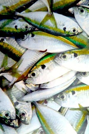 Mark Verdoes - Makreel - Ingelijst - IN PRIJS VERLAAGD kopen? Bied vanaf 49!