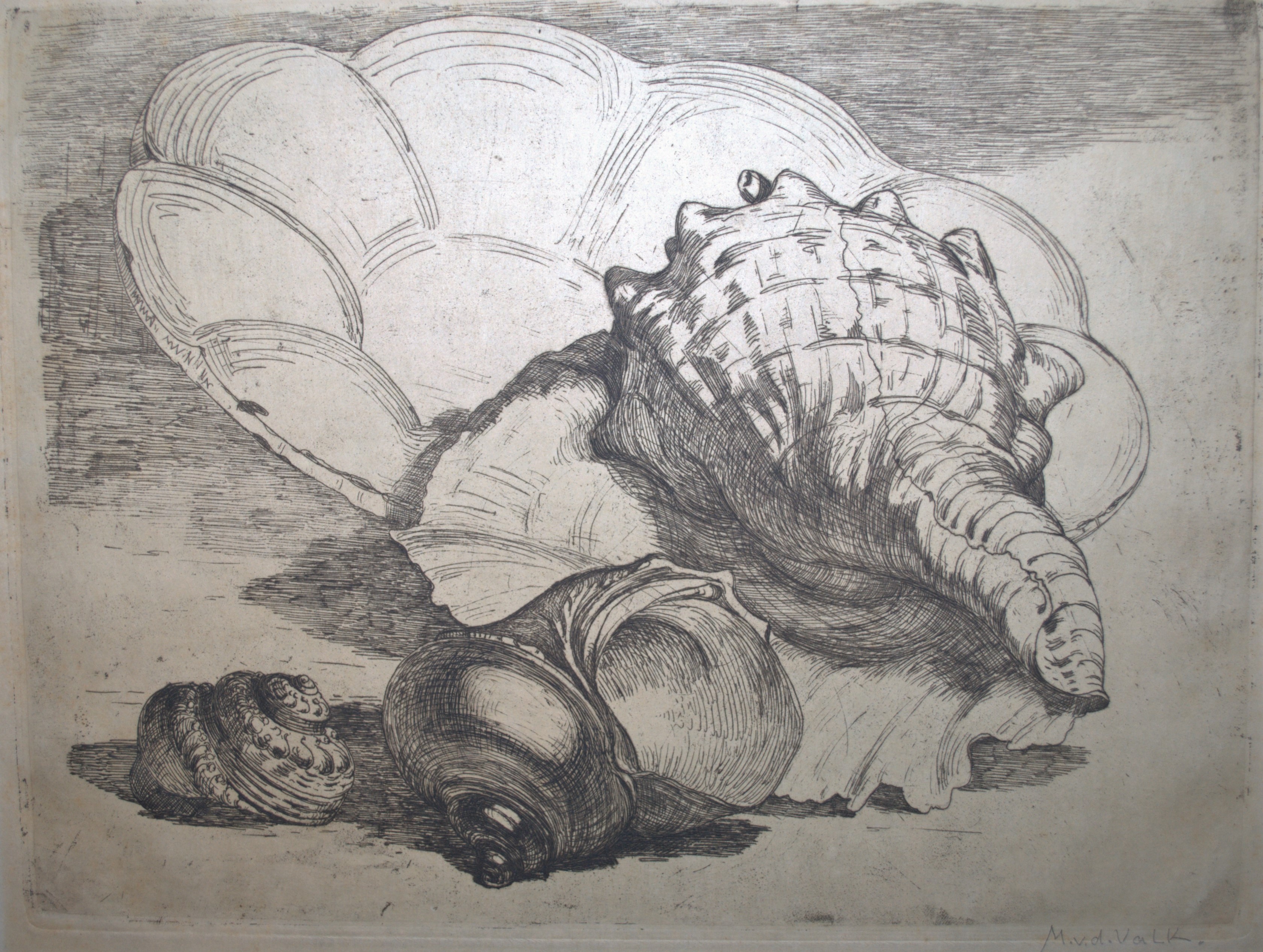 Maurits van der Valk - ets - stilleven: schelpen met bord verkocht voor € 45!