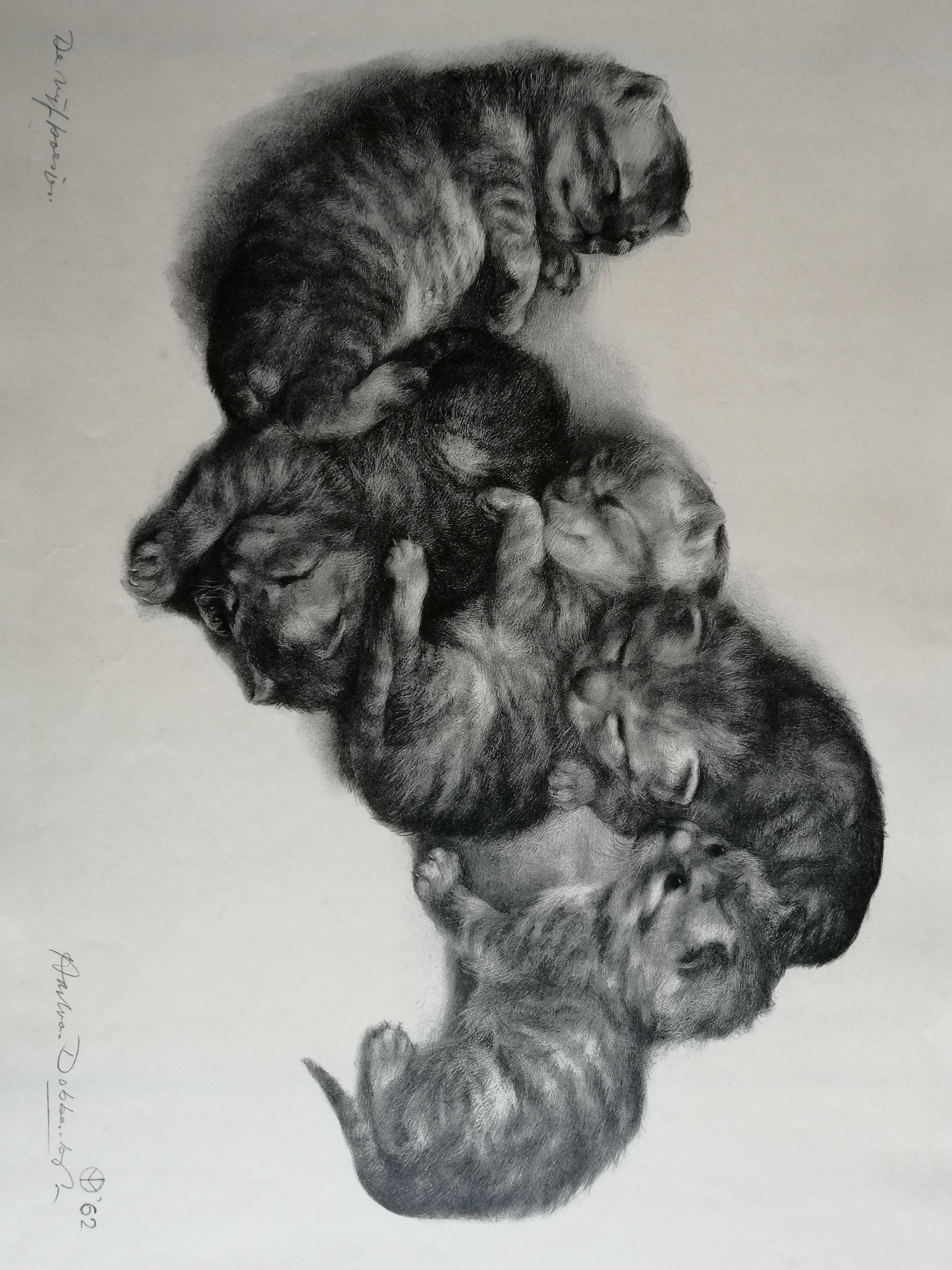 Aart van Dobbenburgh - De vijf poesjes verkocht voor € 30!